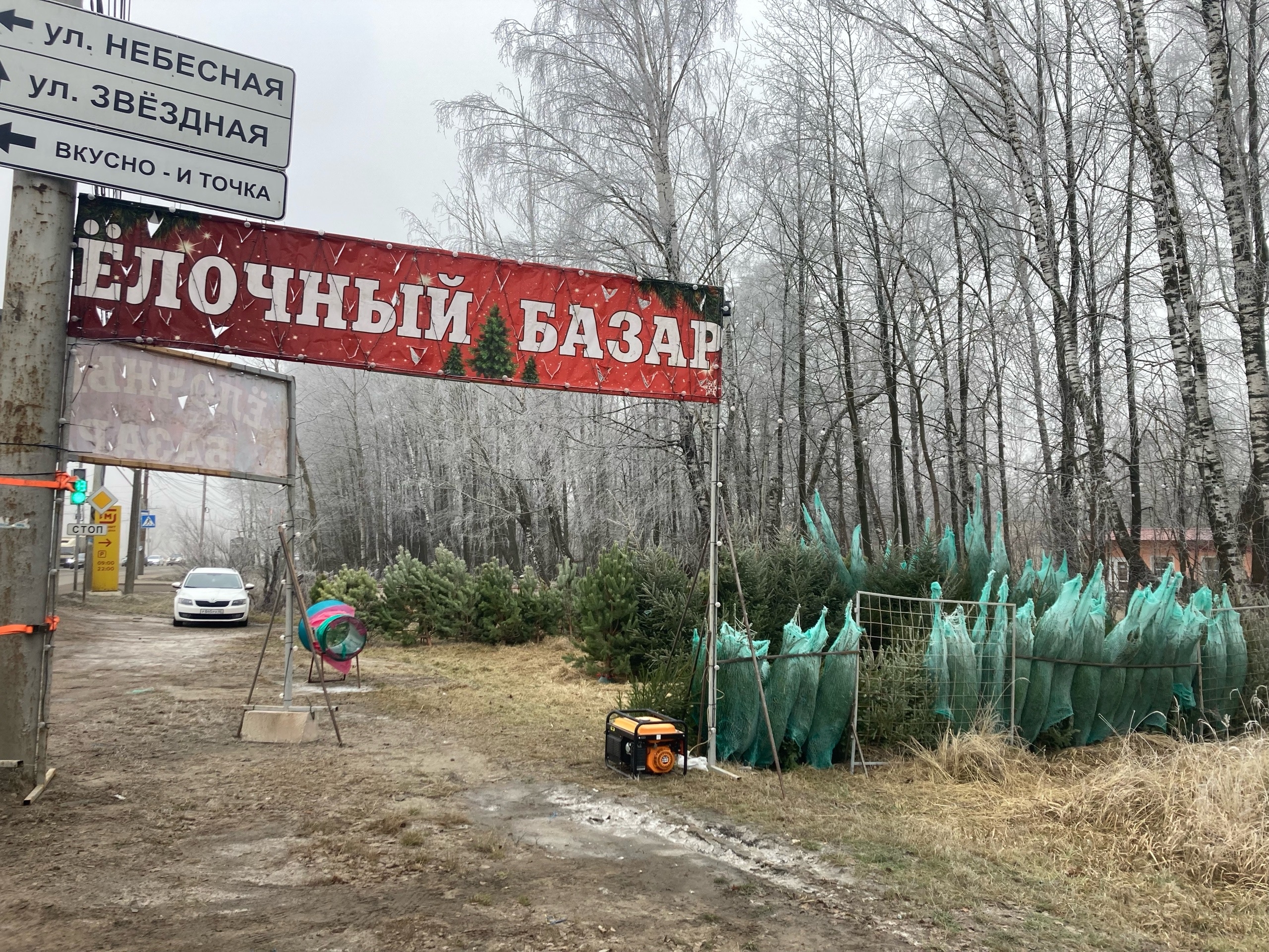 Купить пихту в калуге, калуга пихты живые 